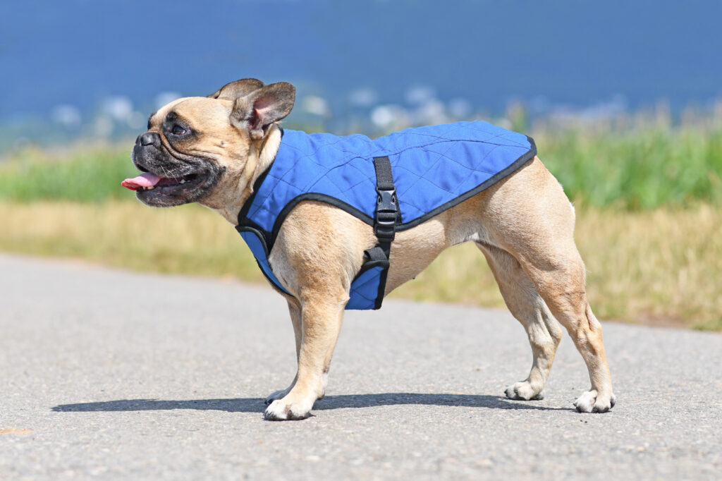 Köpeklerde Sıcak Çarpması - The Vets Hub Veteriner Kliniği İzmir
