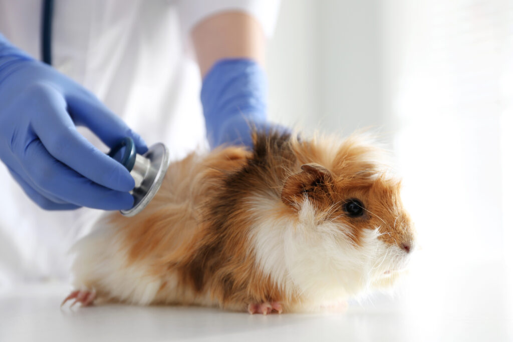 Ginepiglerde Mesane Taşları - The Vets Hub Veteriner Kliniği İzmir
