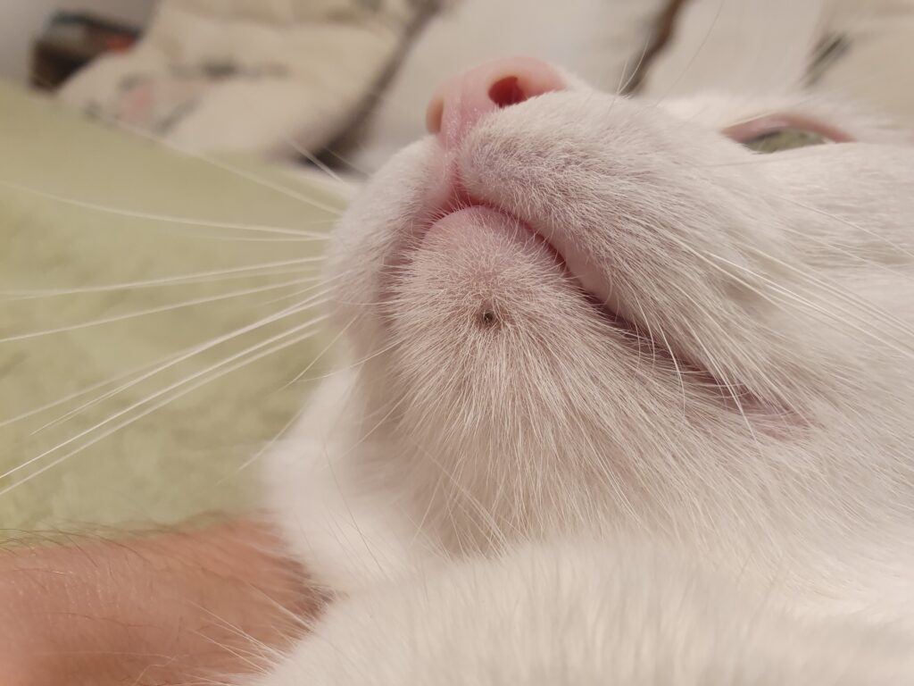 Kedi Aknesi - The Vets Hub Veteriner Kliniği İzmir