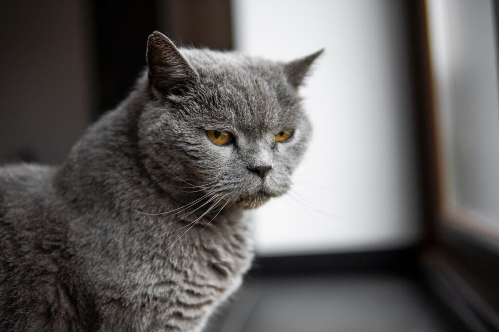 Chartreux - The Vets Hub