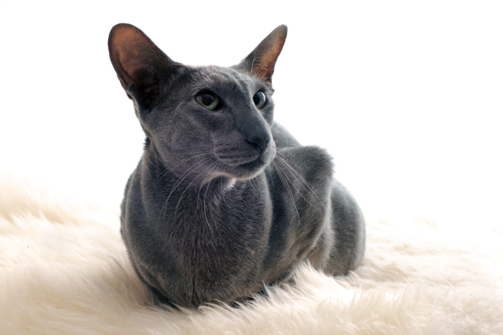 Oriental Shorthair - The Vets Hub