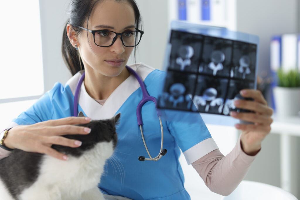 Kedilerde Zatürre - The Vets Hub Veteriner Kliniği İzmir