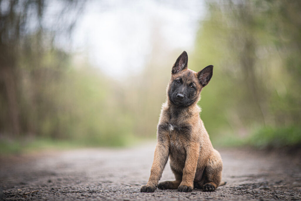Belçika Malinois - The Vets Hub