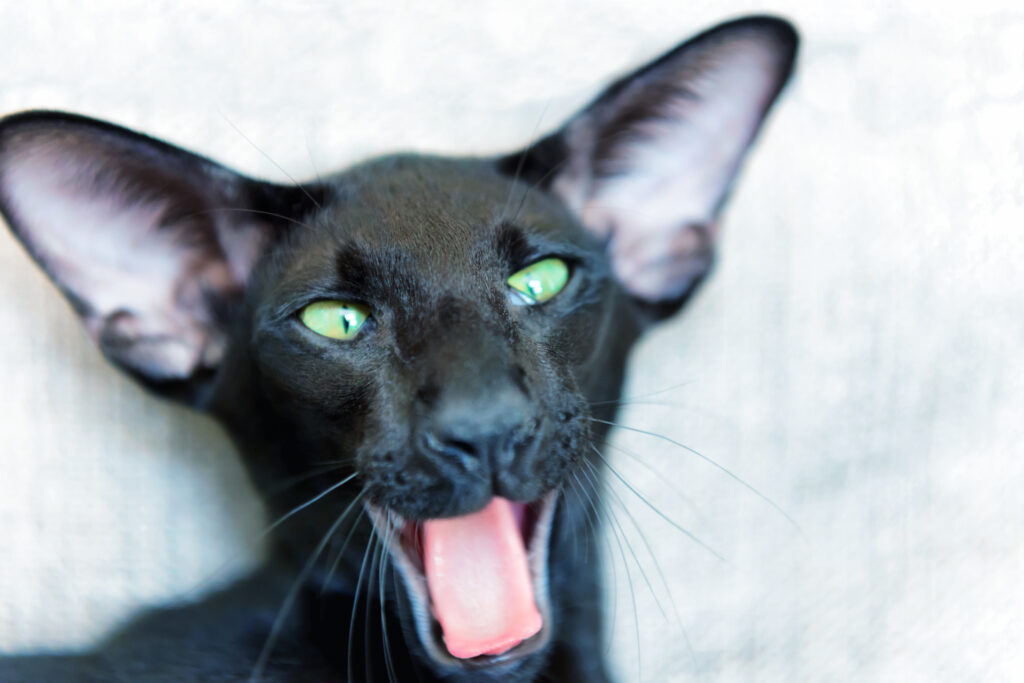 Oriental Shorthair - The Vets Hub Veteriner Kliniği İzmir