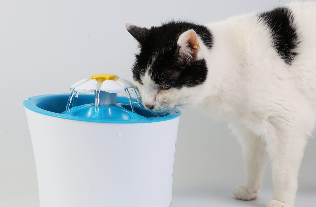 Kedilerde Su Tüketimi ve Su Pınarı Kullanımı - The Vets Hub