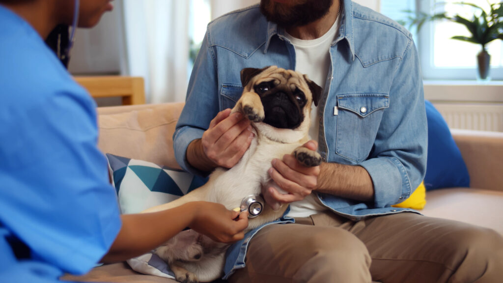 Evde veteriner muayenesi - The Vets Hub İzmir