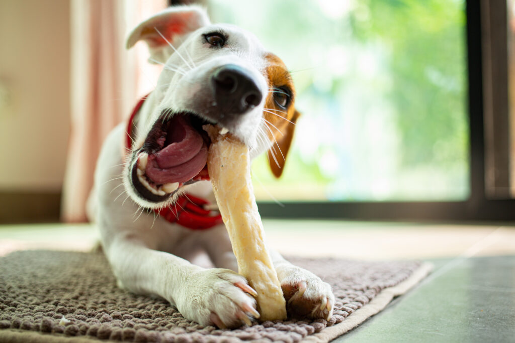 Köpeklere Kemik Verilir mi? Güvenli Çiğneme Ürünleri - The Vets Hub