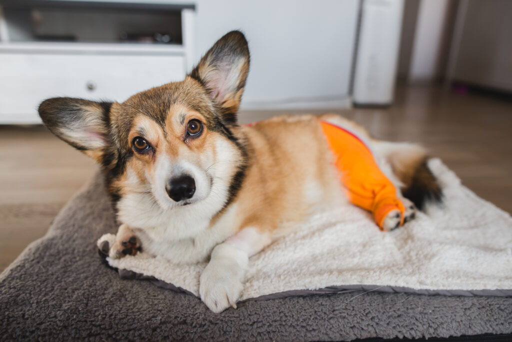 Köpeklerde Çapraz Bağ Kopması - The Vets Hub Veteriner Kliniği İzmir