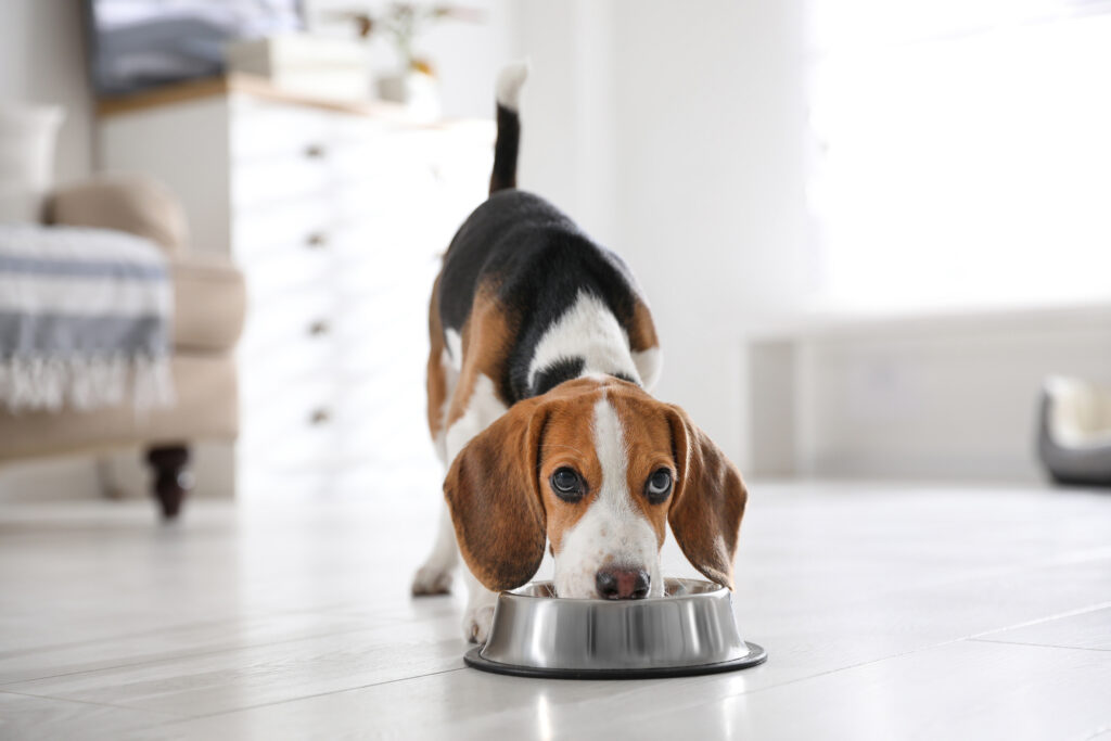 Köpekler İçin Doğru Beslenme Rehberi - The Vets Hub