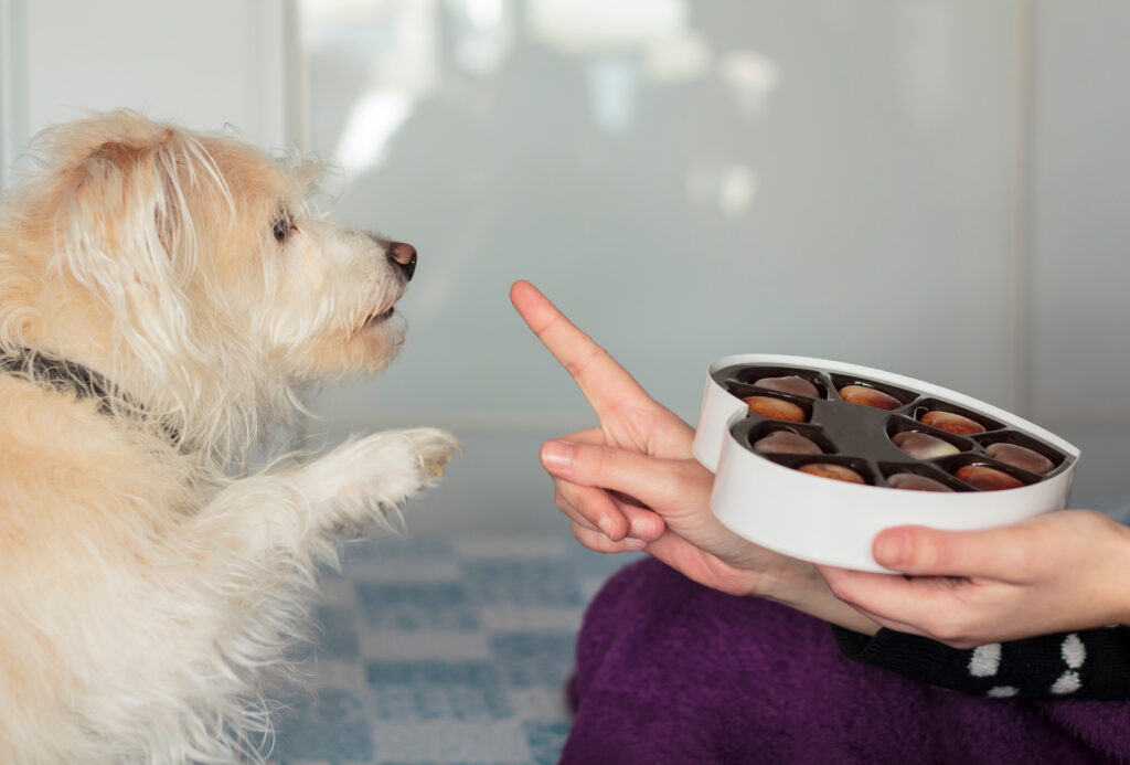 Köpeklerde Zehirlenme - The Vets Hub Veteriner Kliniği İzmir
