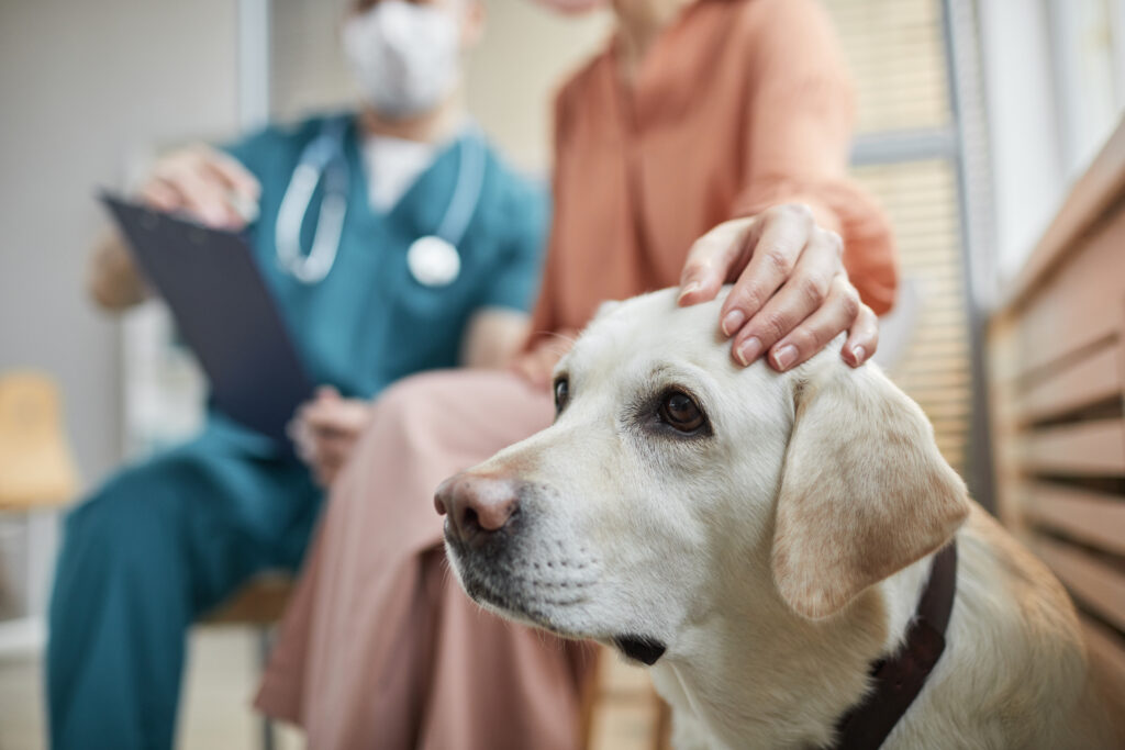 Köpeklerde Pyometra - The Vets Hub Veteriner Kliniği İzmir