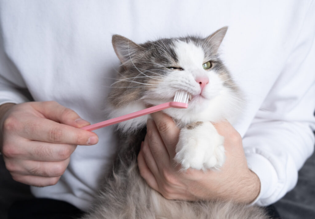 Kedilerde Diş Fırçalama ve Ağız Bakımı - The Vets Hub