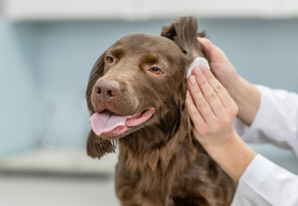 Köpeklerde Kulak Temizliği Nasıl Yapılır? - The Vets Hub