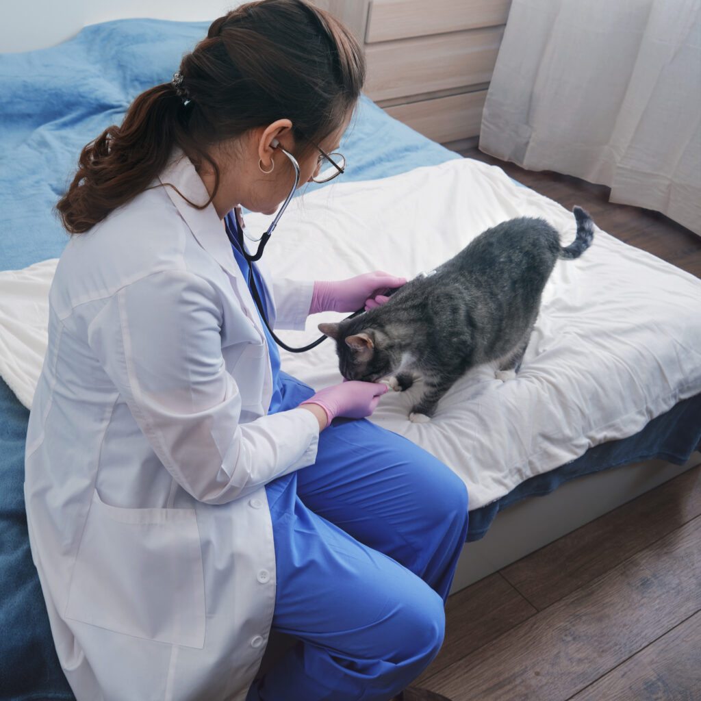 Ev ziyaretinde kedi muayenesi - The Vets Hub evde veteriner