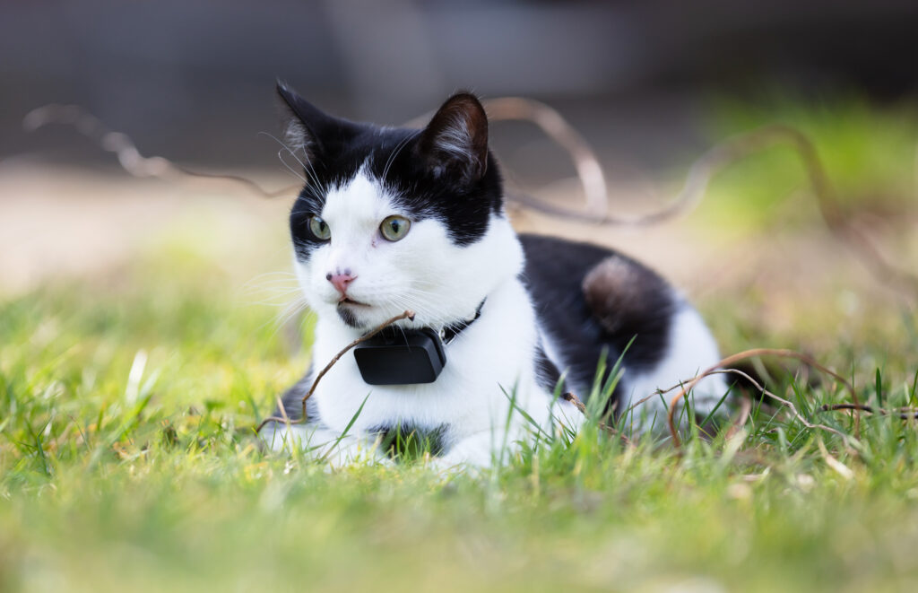 Avrupa Kısa Tüylü Kedi - The Vets Hub