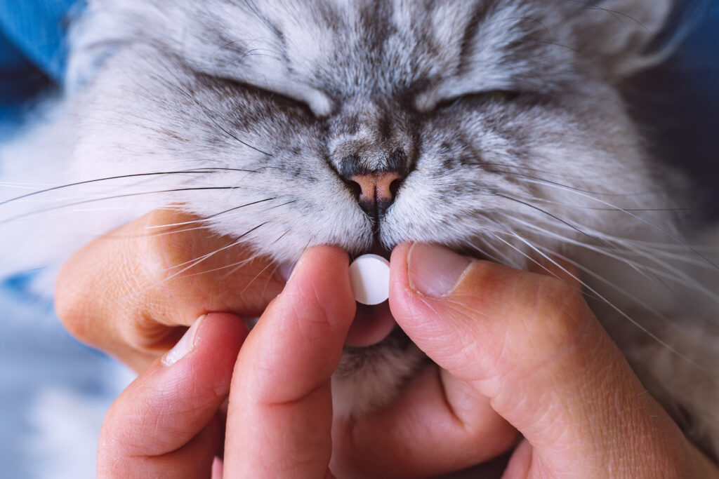 Kedilerde İç Parazitler - The Vets Hub Veteriner Kliniği İzmir