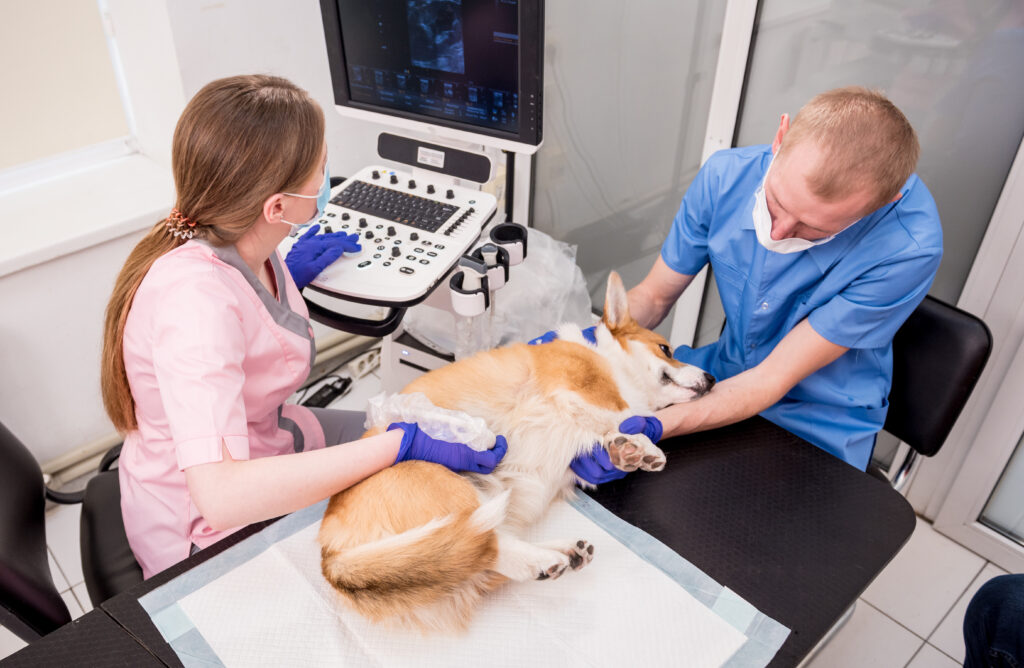 Köpeklerde Pankreatit - The Vets Hub Veteriner Kliniği İzmir