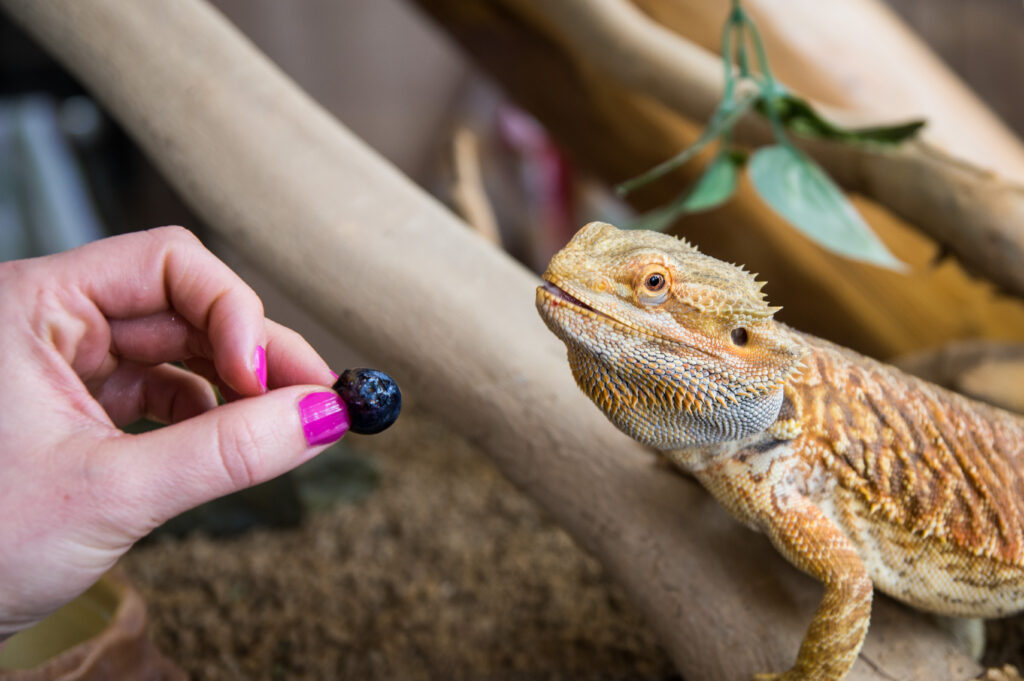 Sürüngen & Teraryum Ürünleri - The Vets Hub Petshop