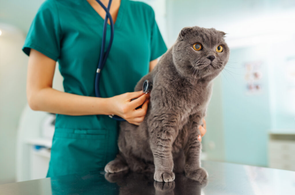 Kedilerde Kalp Hastalığı - The Vets Hub Veteriner Kliniği İzmir