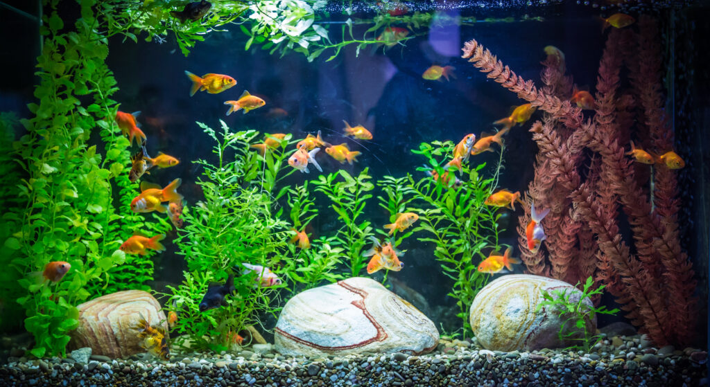 Balık Ürünleri - The Vets Hub Petshop