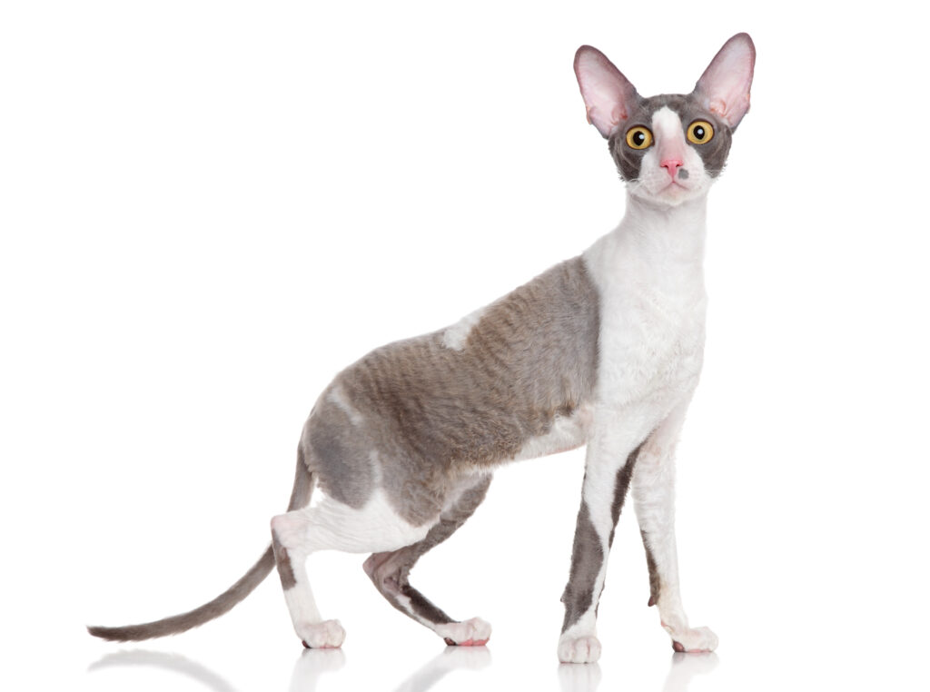 Cornish Rex - The Vets Hub Veteriner Kliniği İzmir