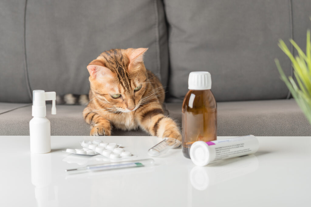 Kedilerde Astım - The Vets Hub Veteriner Kliniği İzmir