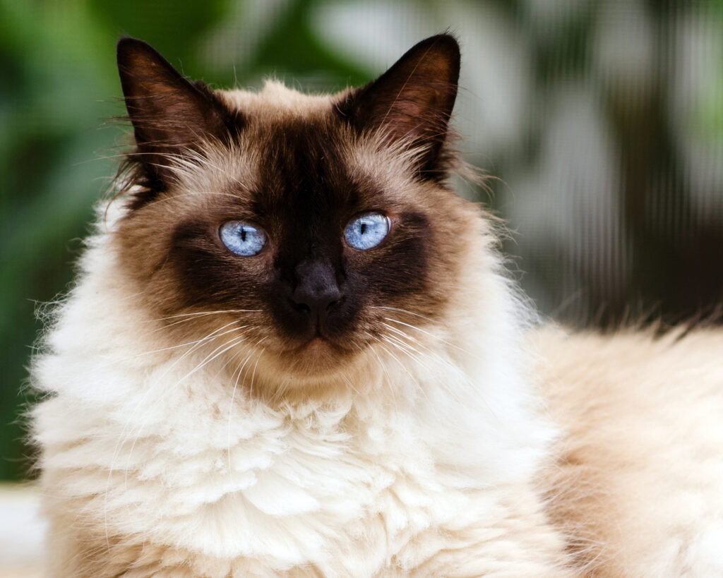 Himalaya Kedisi - The Vets Hub