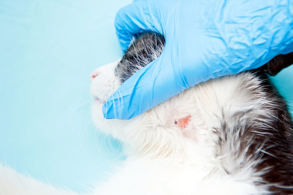 Kedilerde Mantar - The Vets Hub Veteriner Kliniği İzmir