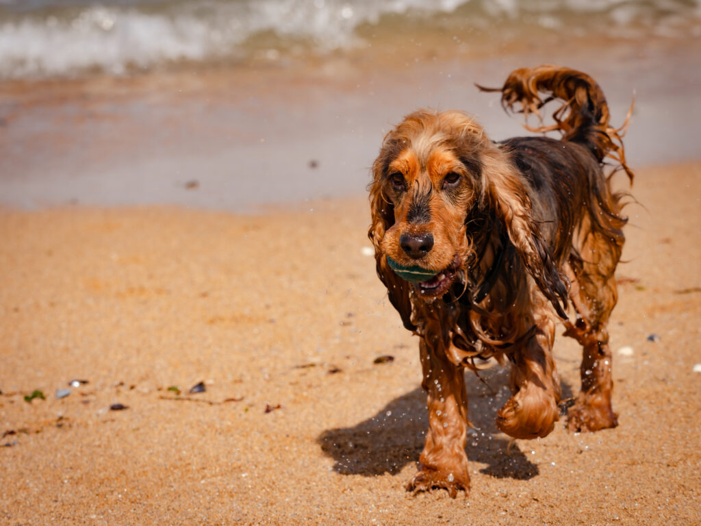 Cocker Spaniel - The Vets Hub
