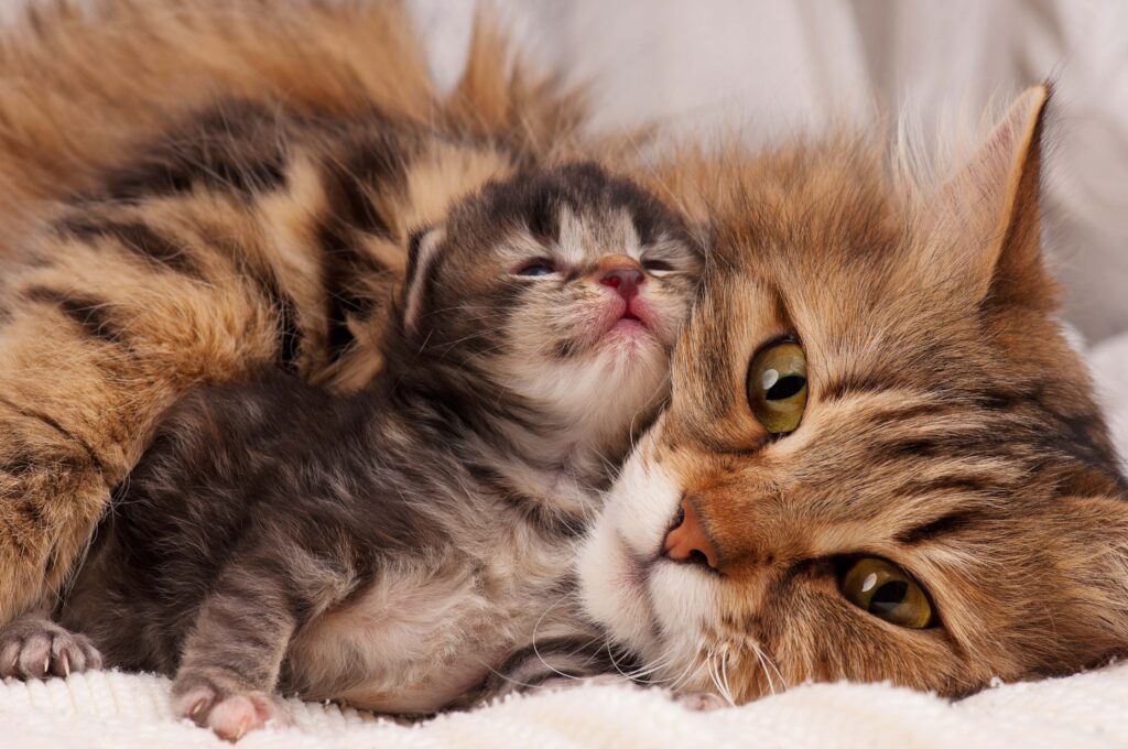 Yavru Kedi Gelişim Takvimi Haftadan Haftaya - The Vets Hub