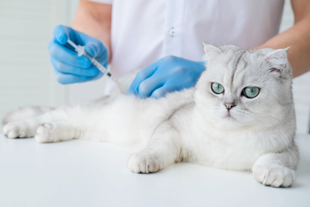Kedilerde Kuduz - The Vets Hub Veteriner Kliniği İzmir