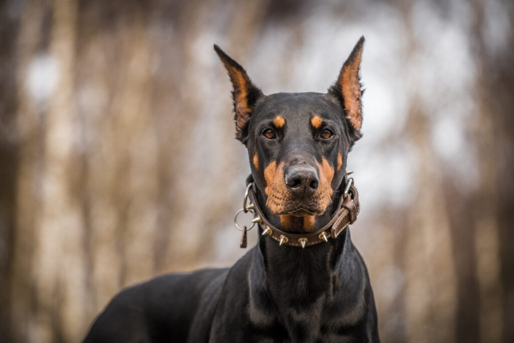 Doberman - The Vets Hub