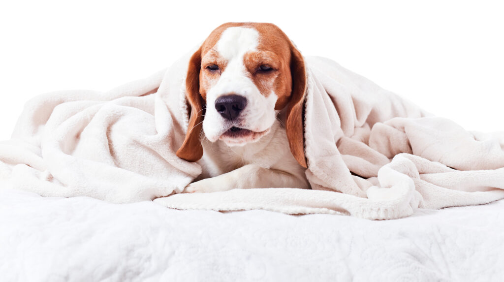 Köpeklerde Kennel Cough - The Vets Hub Veteriner Kliniği İzmir