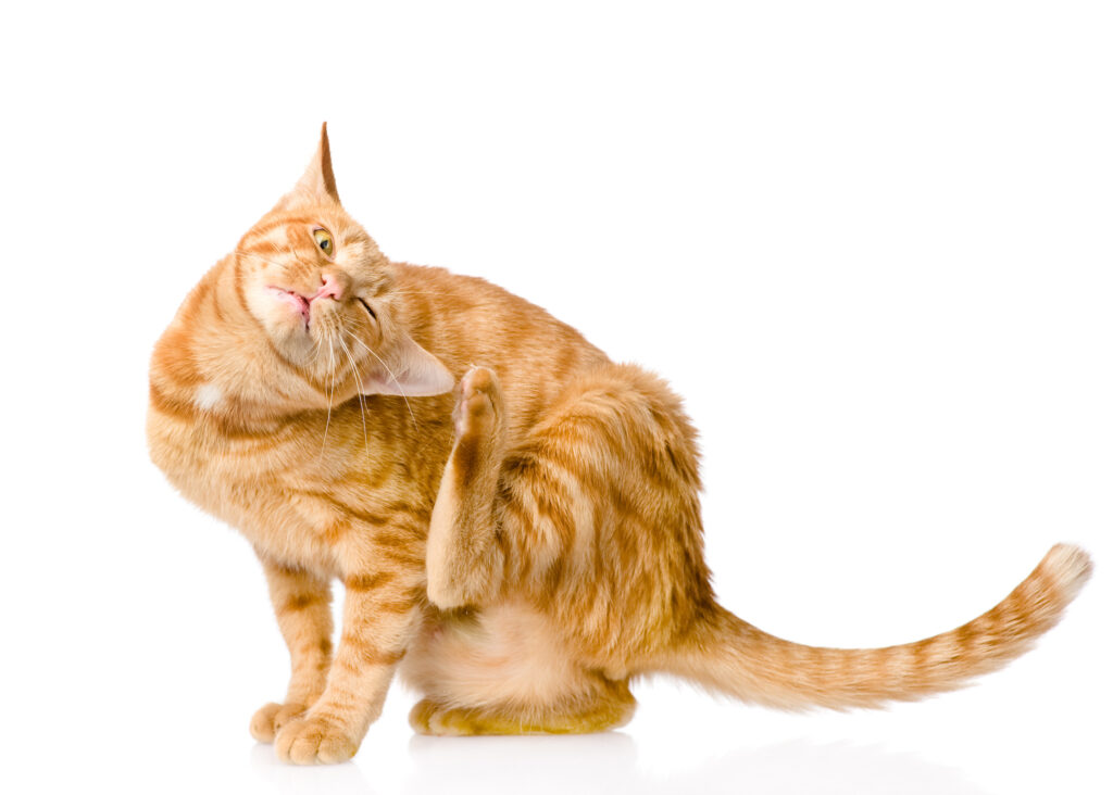 Kedilerde Alerjik Dermatit - The Vets Hub Veteriner Kliniği İzmir