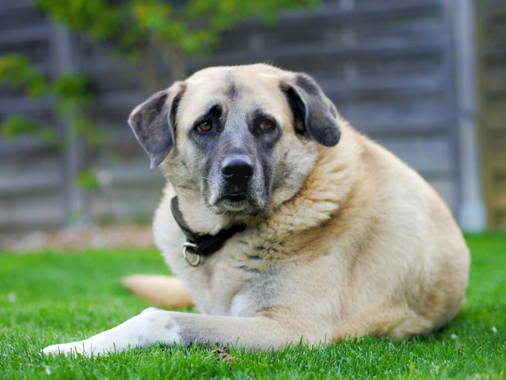 Kangal Çoban Köpeği - The Vets Hub
