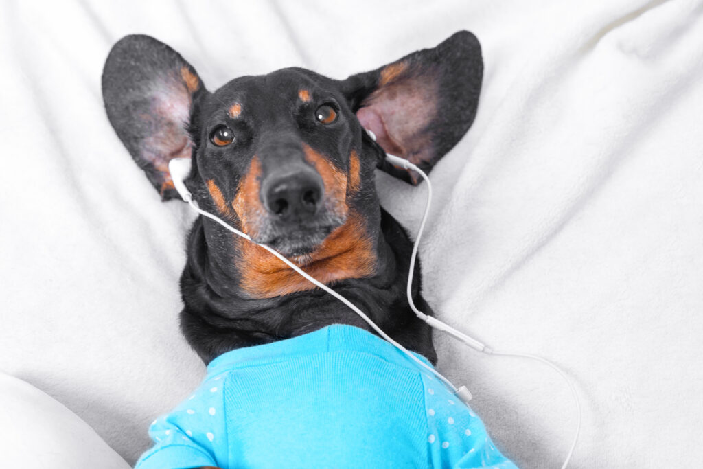Köpeklerde Disk Hernisi - The Vets Hub Veteriner Kliniği İzmir