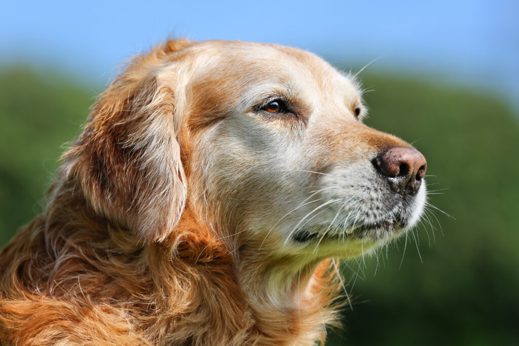 Yaşlı Köpek Bakımı Kıdemli Köpekler İçin Rehber - The Vets Hub