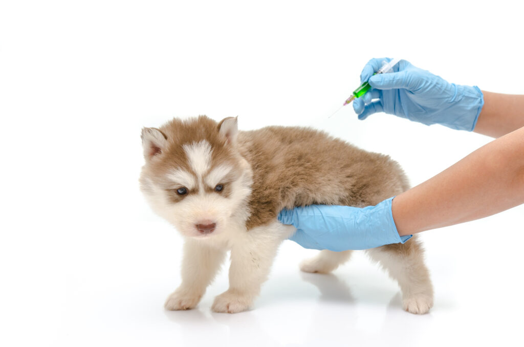 Köpek Aşı Takvimi Karma, Kuduz ve Diğer Aşılar - The Vets Hub