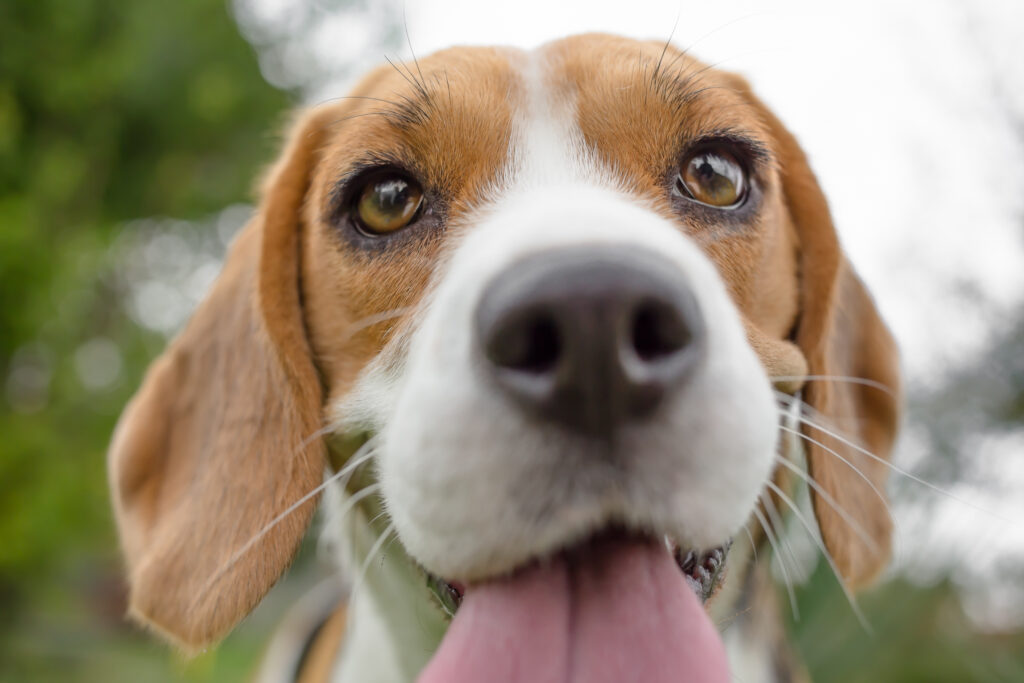 Beagle - The Vets Hub Veteriner Kliniği İzmir
