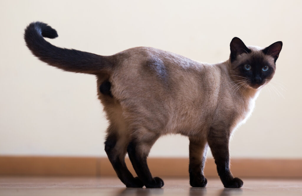 Kedi Beden Dili Kediniz Size Ne Anlatıyor? - The Vets Hub