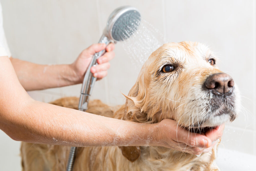 Köpek Banyosu Ne Sıklıkla ve Nasıl Yapılmalı? - The Vets Hub