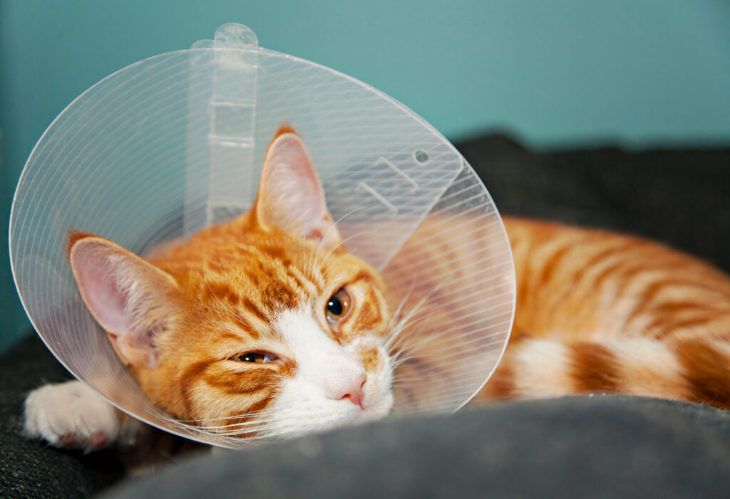 Kedi Kısırlaştırma Ne Zaman ve Neden? - The Vets Hub