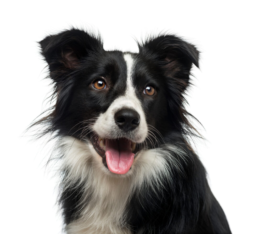 Border Collie - The Vets Hub Veteriner Kliniği İzmir