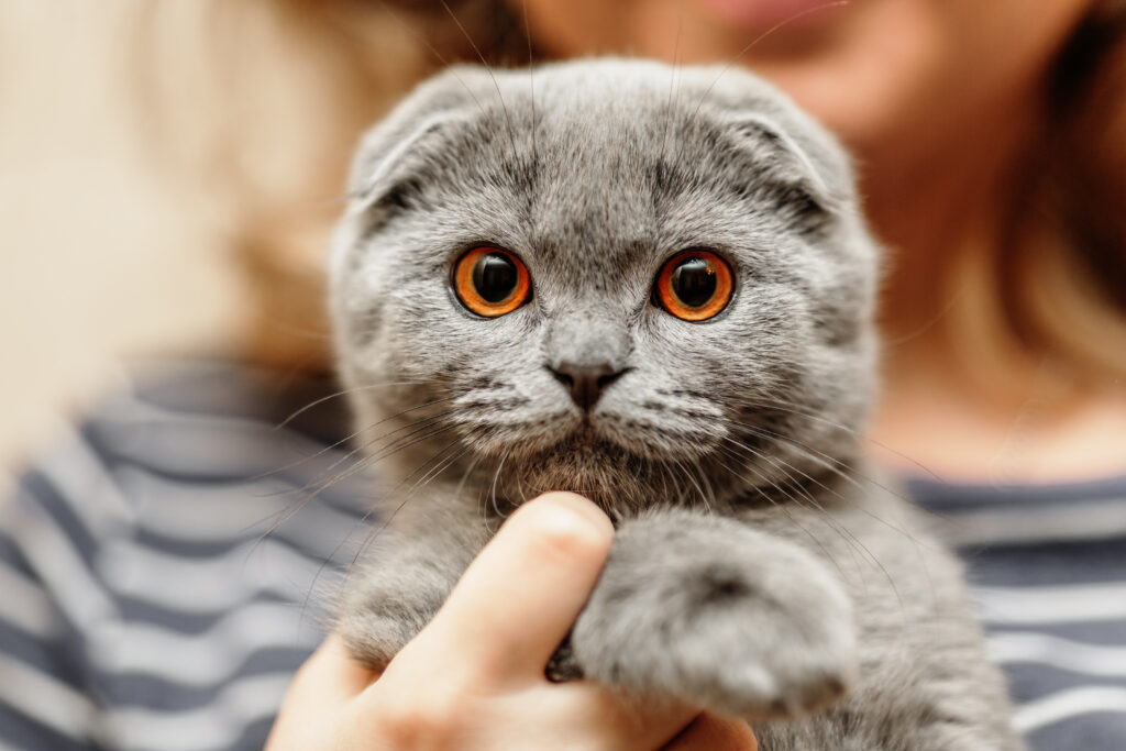 Scottish Fold - The Vets Hub