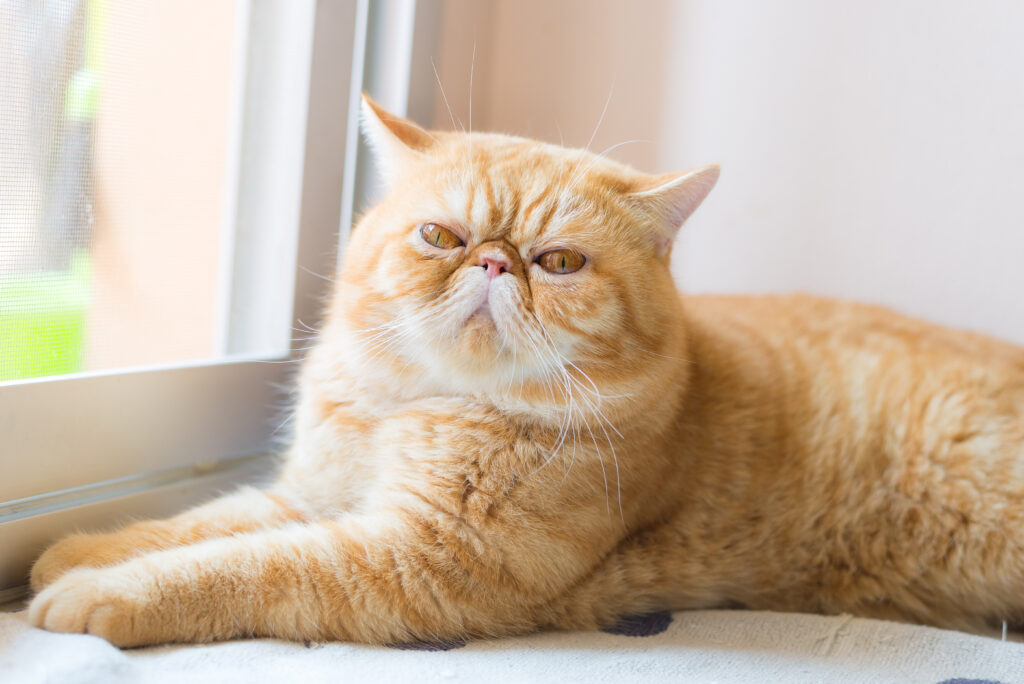 Exotic Shorthair - The Vets Hub
