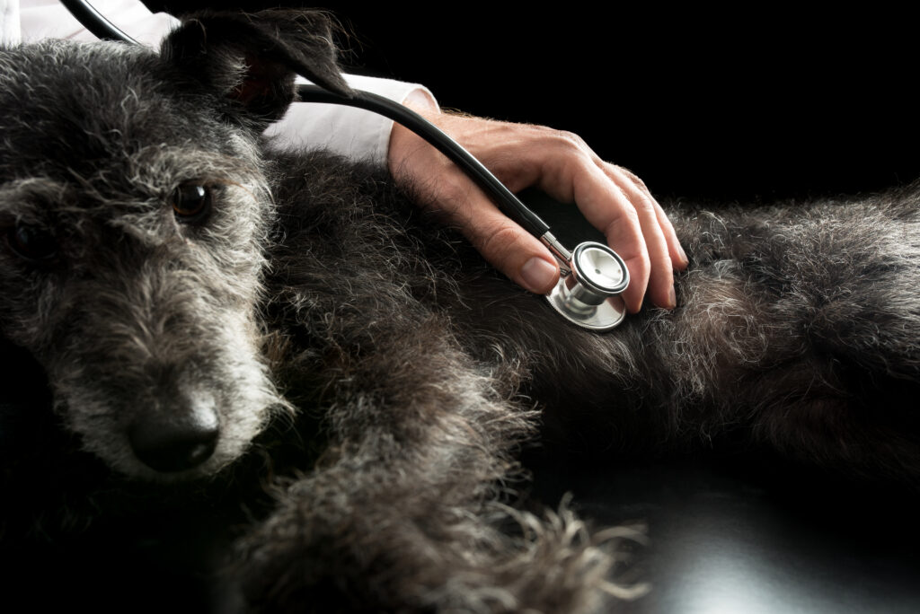 Köpeklerde Kalp Kurdu - The Vets Hub Veteriner Kliniği İzmir