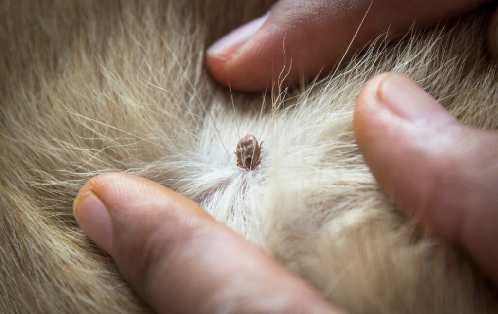Köpeklerde Ehrlichiosis - The Vets Hub Veteriner Kliniği İzmir