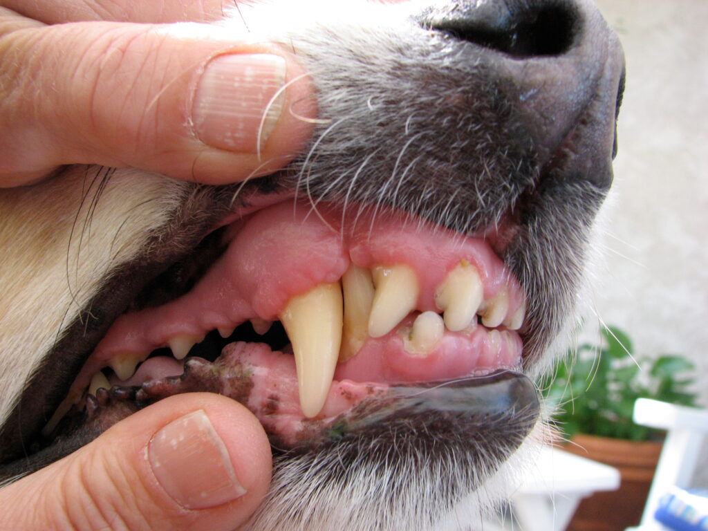 Köpeklerde Diş Eti Hastalığı - The Vets Hub Veteriner Kliniği İzmir