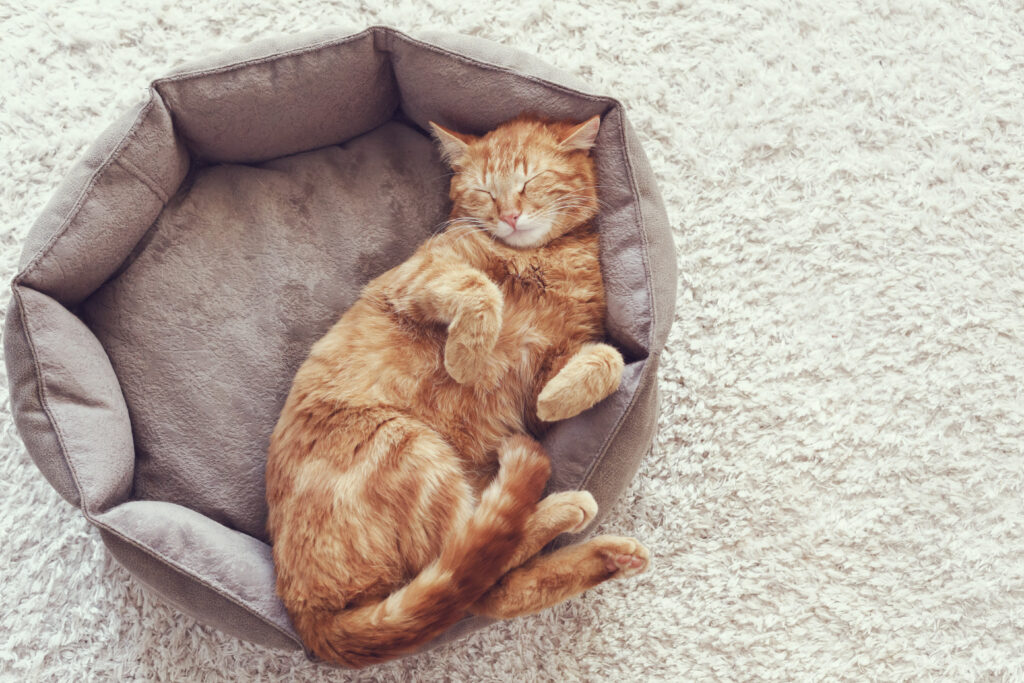 Kedi Rehberi - The Vets Hub İzmir Veteriner