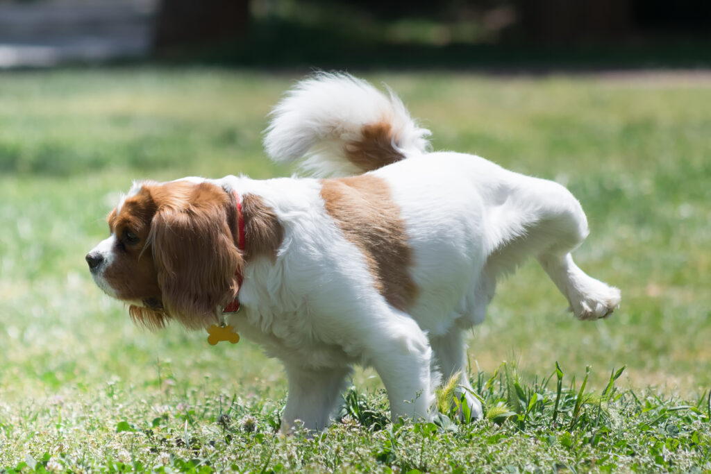 Köpeklerde İdrar Yolu Enfeksiyonu - The Vets Hub Veteriner Kliniği İzmir